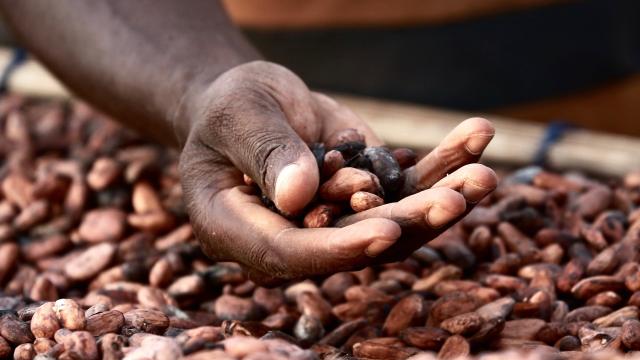 Rethinking the approach and impact of sustainability programs in the cocoa industry